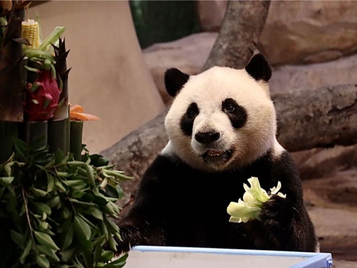 全球唯一大熊猫三胞胎9岁啦！广州长隆“萌帅酷”生日会氛围拉满