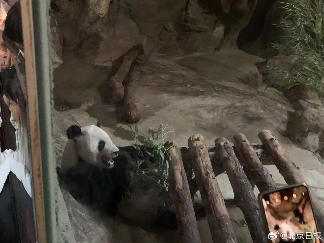 网友建议为大熊猫加装冰床，北京动物园回应：已采取多种方式降温