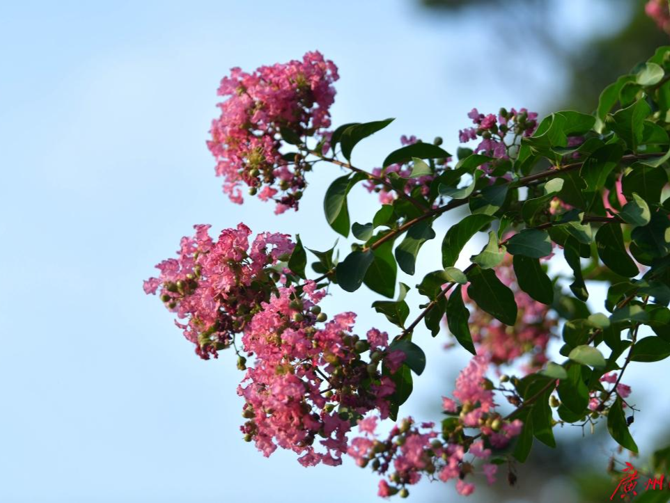 立秋不等于入秋，今日立秋广州仍有35℃高温