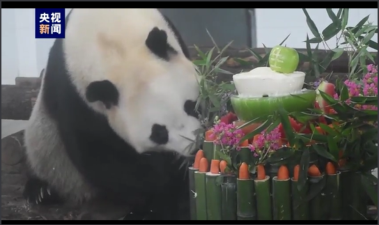 秦岭大熊猫“楼生”的生日派对上都有啥？来现场看看！