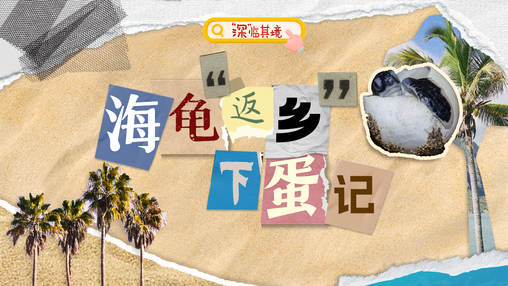 “深”临其境 | 海龟“返乡”下蛋记