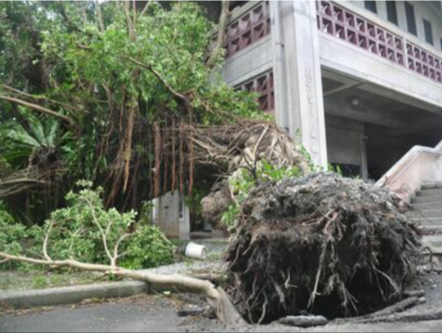 台风"卡努"已致日本冲绳2死64伤 130岁老树被刮倒