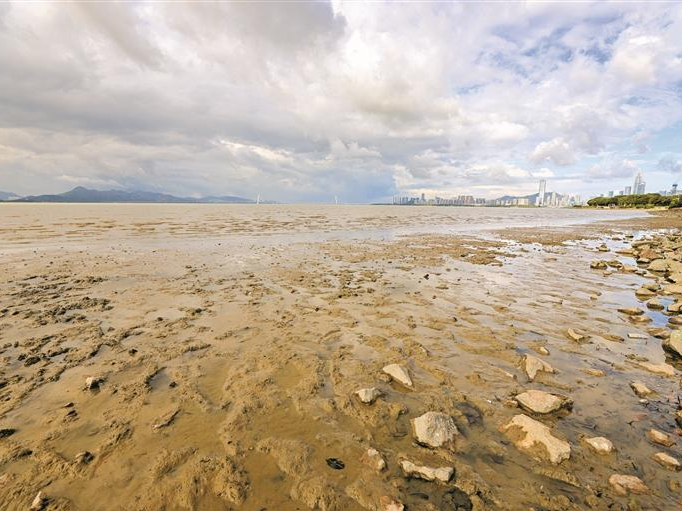 深圳湾公园海水快干了？海水潮汐了解一下……