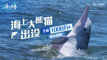 “海上大熊猫”出没！全球1000万+网友围观 | 海底探“粤”