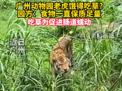 老虎骨瘦如柴，饿得只能吃草？广州动物园最新回应