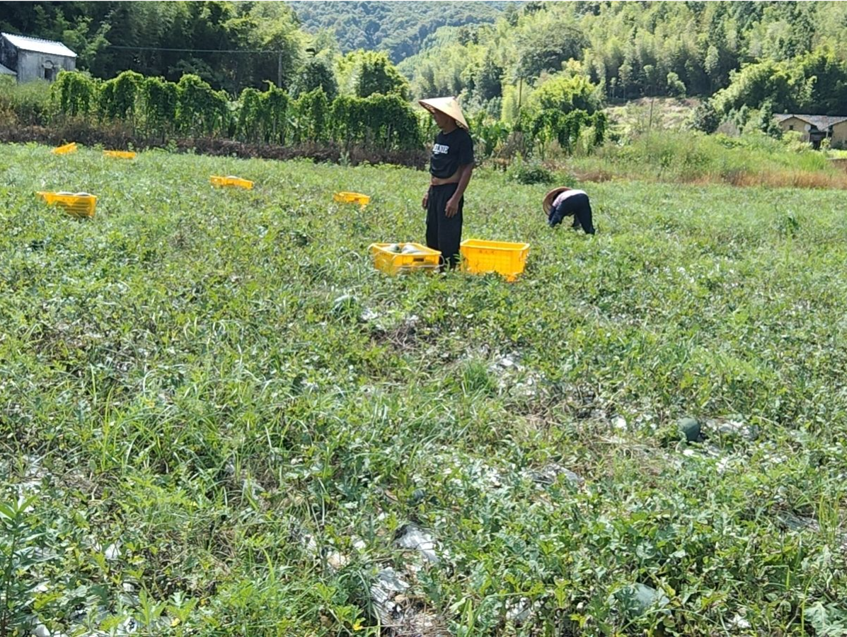 深河共建 圳在帮扶｜连平元善：工作队倾心帮扶 安心当“吃瓜”群众