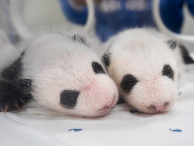韩国爱宝乐园为大熊猫双胞胎幼崽征名