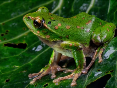 重庆雪宝山保护区首次发现二级保护动物巫溪树蛙