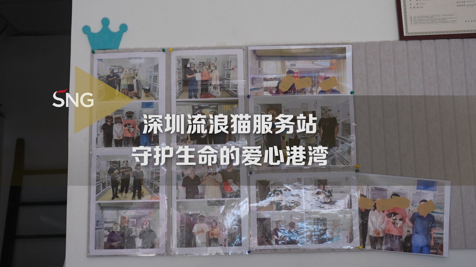 守护生命！深圳流浪猫服务站线下门店领养更有保障