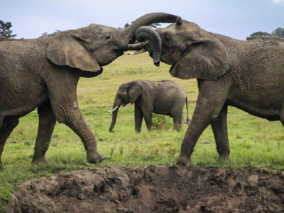 今天是世界大象日，来了解关于大象的冷知识→