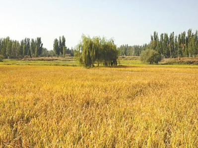 国家统计局：全国早稻总产量比去年增加21.5万吨，增长0.8%