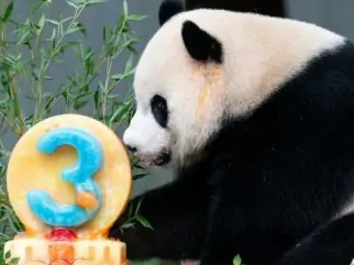 外交部：3只旅美大熊猫将于今年年底按期回国