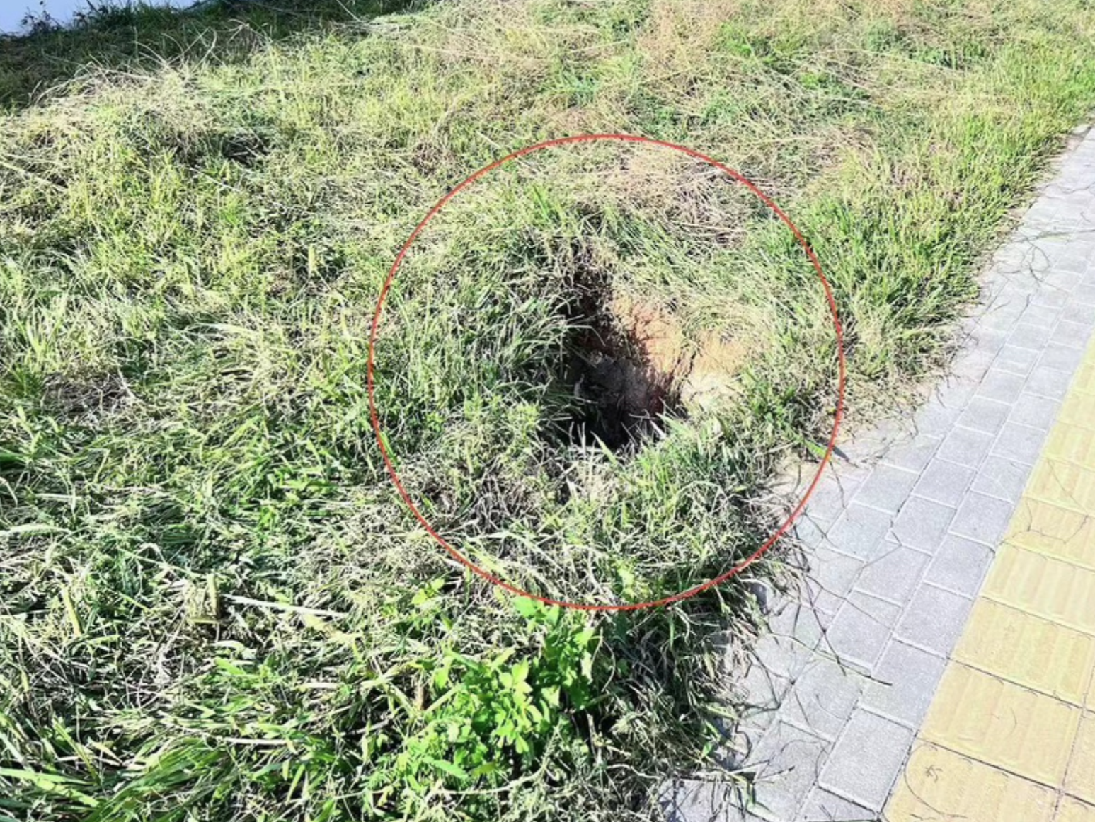 坪山区12小时内连续处置两条大蛇，附遇蛇应对指南