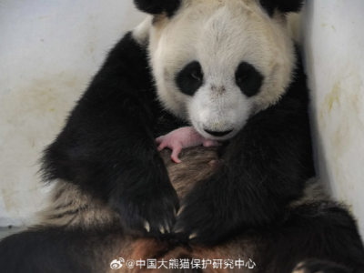 旅俄大熊猫生宝宝啦！“丁丁”和幼崽均健康平安