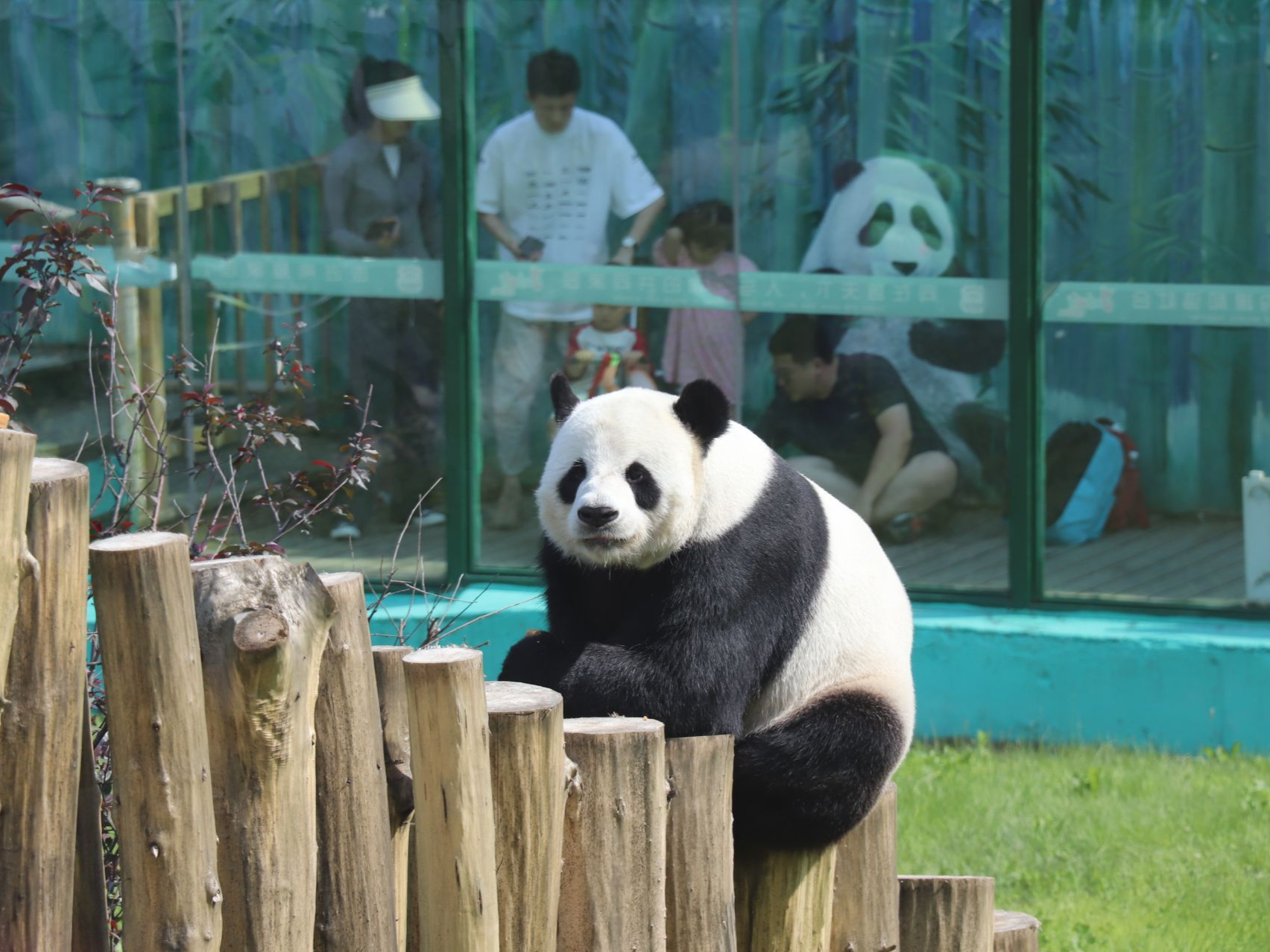 成都大熊猫繁育研究基地通报两起不文明行为 两人终身禁入