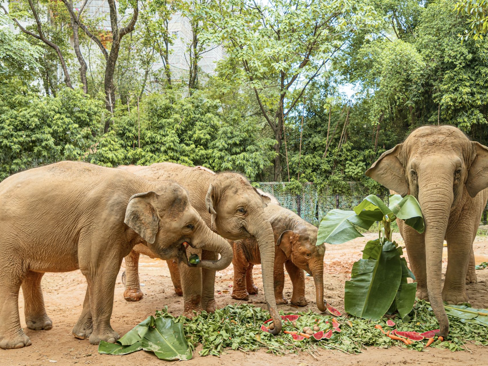 第12个世界大象日！来看广州长隆亚洲象们“象”往的生活