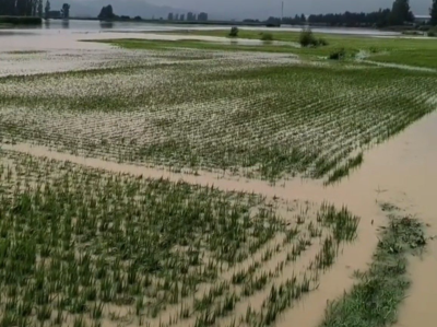 大米之乡五常：当即将丰收的“稻花香”遇上暴雨