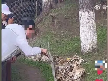 男子手拿木棍捅小老虎，景区回应