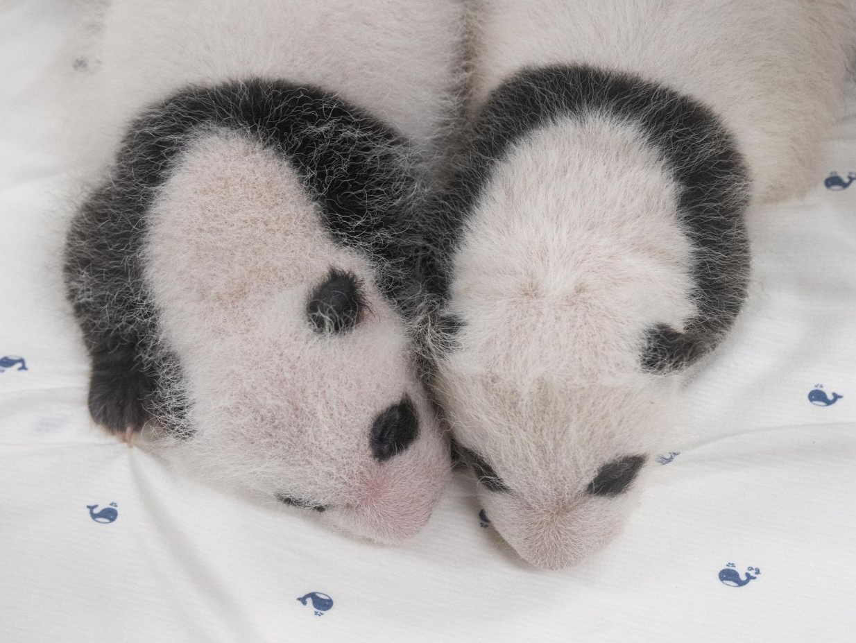 韩国网友给熊猫双胞胎起了3万个名字，有人提议叫“姜宝”和“宋宝”