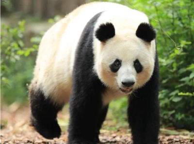 大熊猫“成功”去世 网友伤心：“花花”没有妈妈了