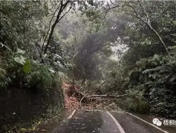 暴雨来袭，梧桐山怎么样了？