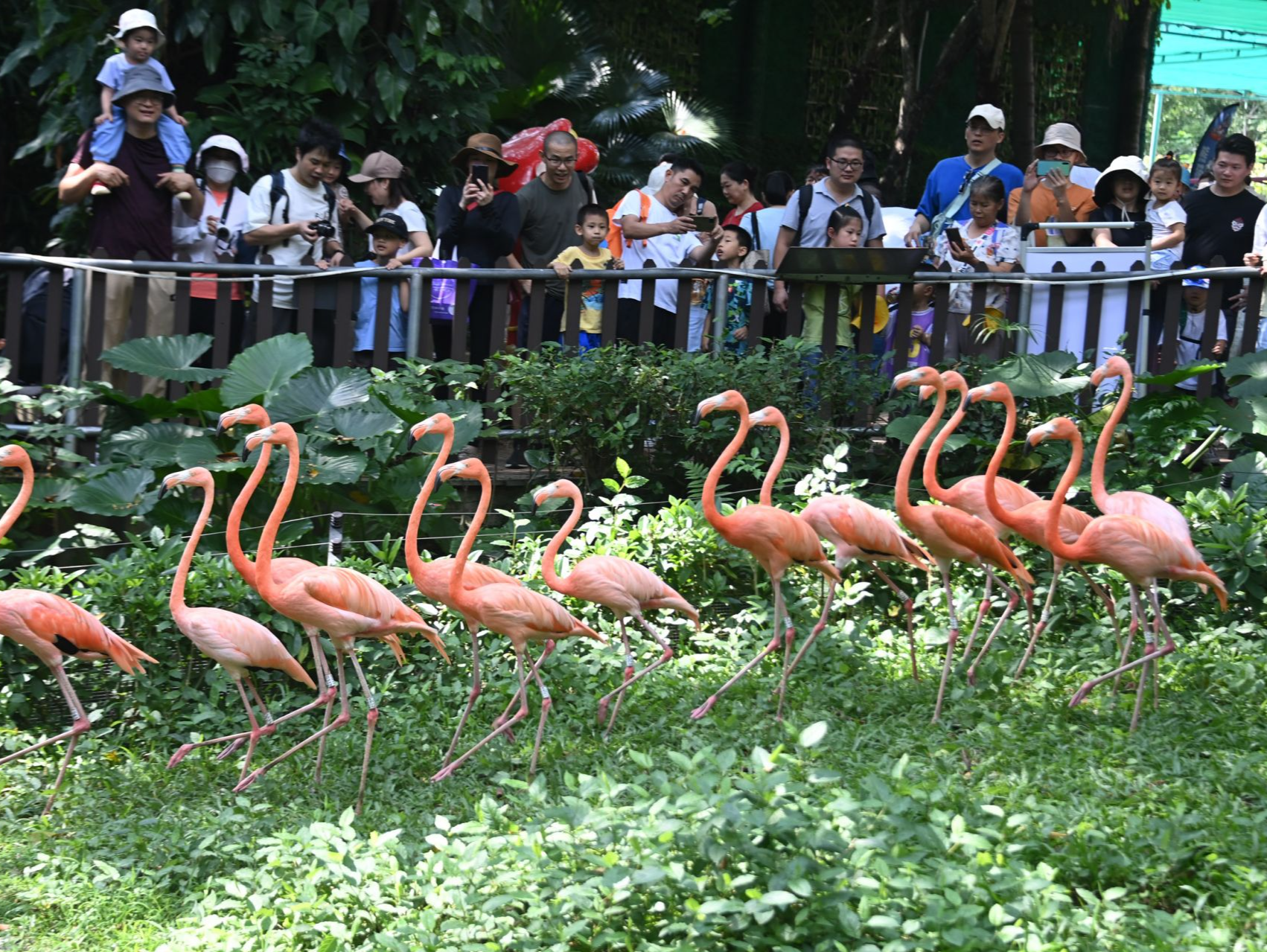 深圳野生动物园国宝动物吸引八方游客
