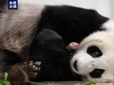 莫斯科动物园熊猫馆将对游客关闭至11月