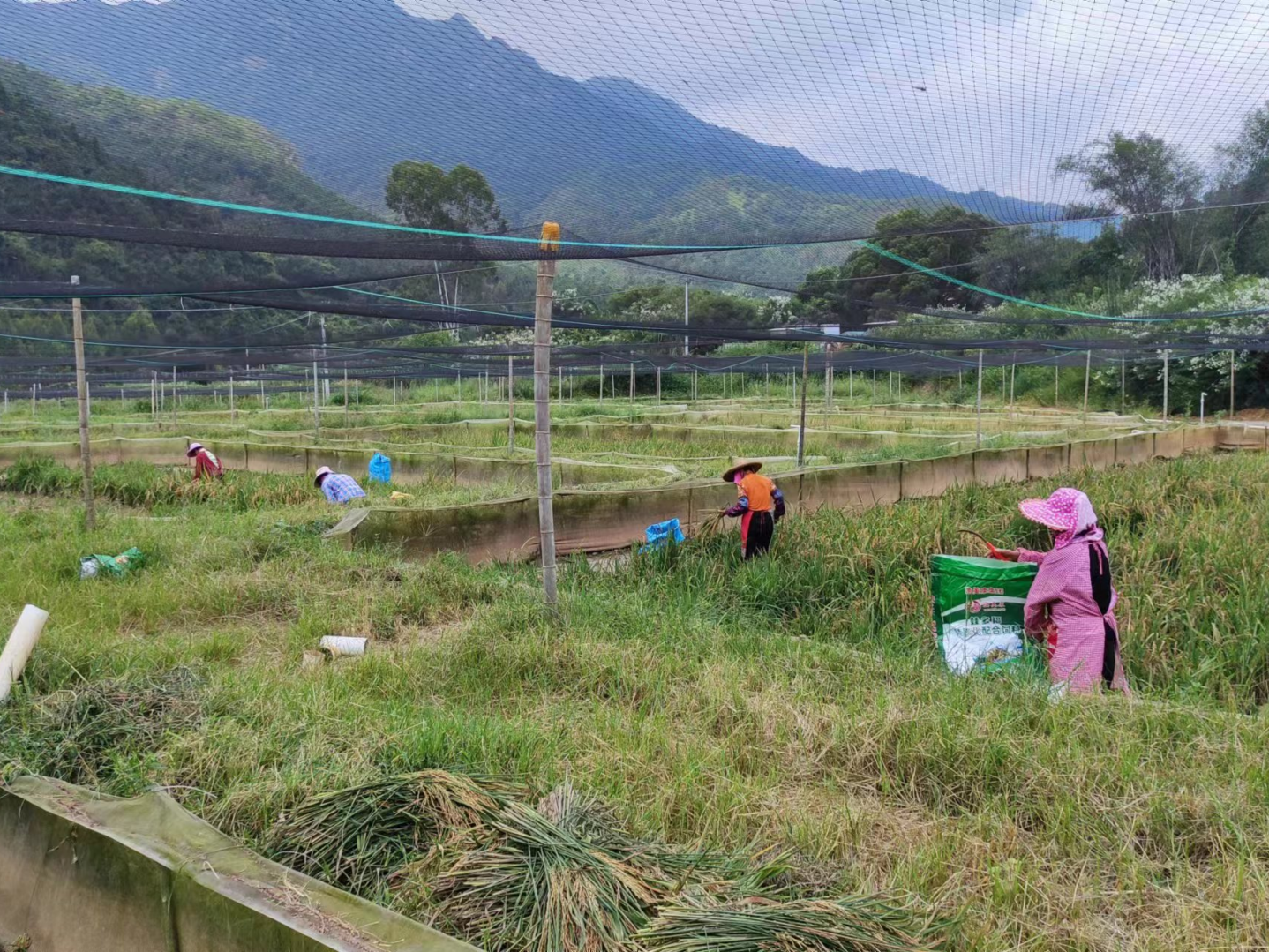 深河共建 圳在帮扶 | 蛙稻共生说丰年，驻元善镇工作队探索立体生态养殖助力乡村振兴