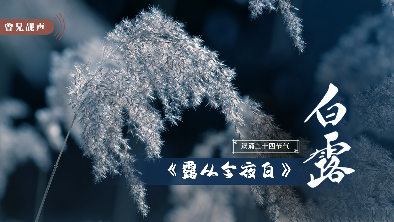 曾兄靓声｜第97期：白露原创散文《露从今夜白》