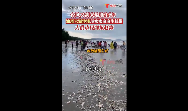 台风“苏拉”过境广东海滩现大量海鲜，市民：捡不完，根本捡不完