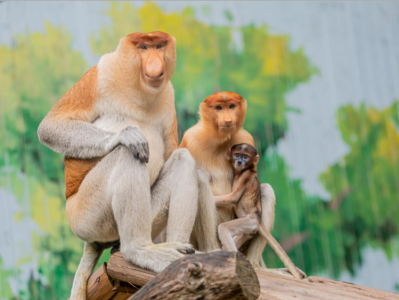 这些“毛孩子”你都见过吗？广州长隆“超级猿猴节”启动，丰富活动精彩连连