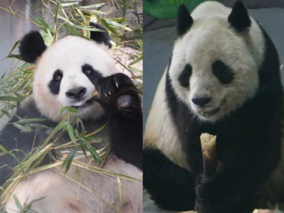 大熊猫“公主”“融融”均已去世