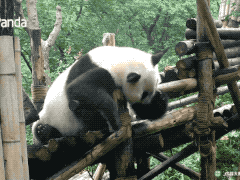 花花因感冒暂停展出，季节交替熊猫也会感冒？