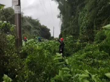 深汕特别合作区供电局：穿越密林清障送电