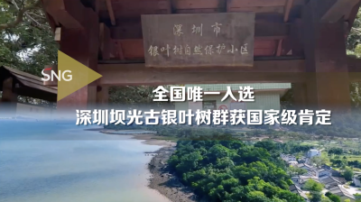 深圳坝光古银叶树群入选全国“100个最美古树群”