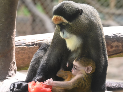 深圳野生动物园博士猴家族喜添“小博士”