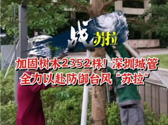 战“苏拉”丨加固树木2352株！深圳城管全力以赴防御台风“苏拉” 
