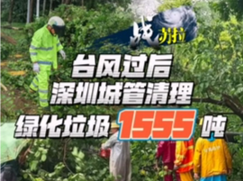 战“苏拉”｜台风过后，深圳城管清理绿化垃圾1555吨