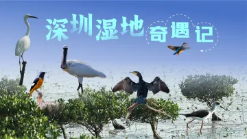 在“神奇的”深圳湿地来一场“奇遇记”