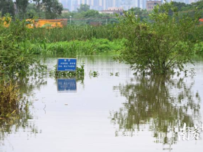 网传广东茂名因水浸多条鳄鱼跑出，记者实探