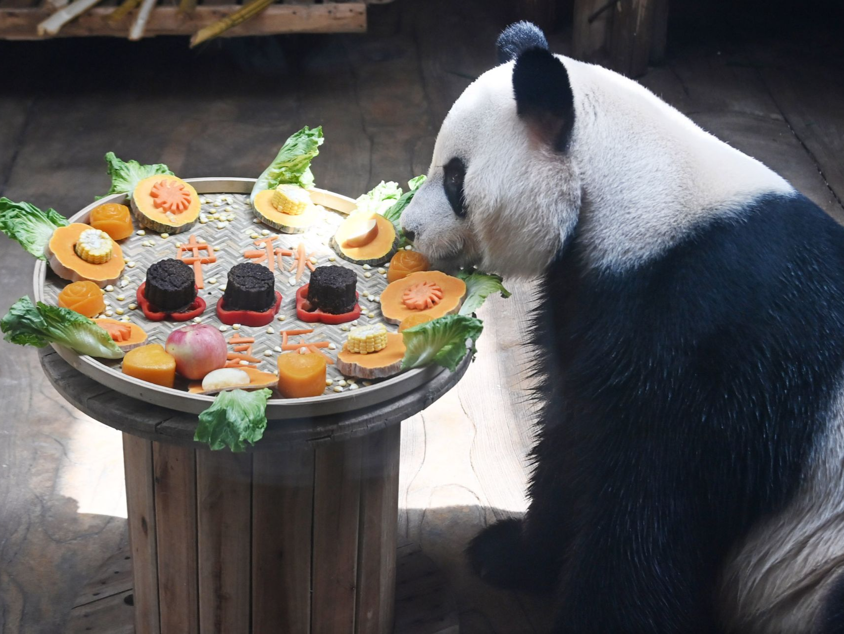 看上去很美味！深圳野生动物园大熊猫的定制“月饼”大餐是啥？