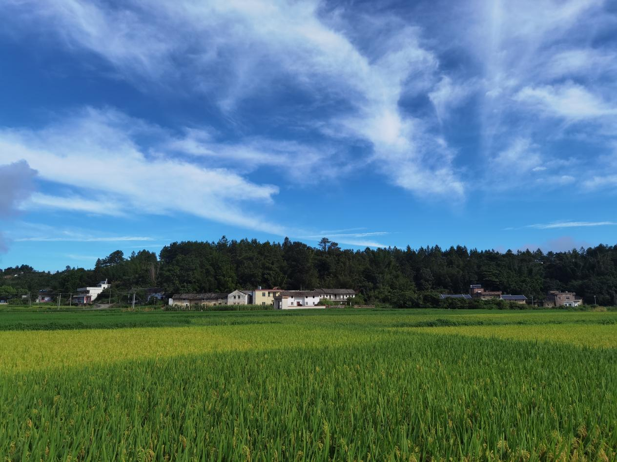 加快推动高质量发展丨海南乡村发展的“共享”之道