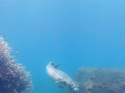 国家一级保护野生动物斑海豹首次现身三亚海域 