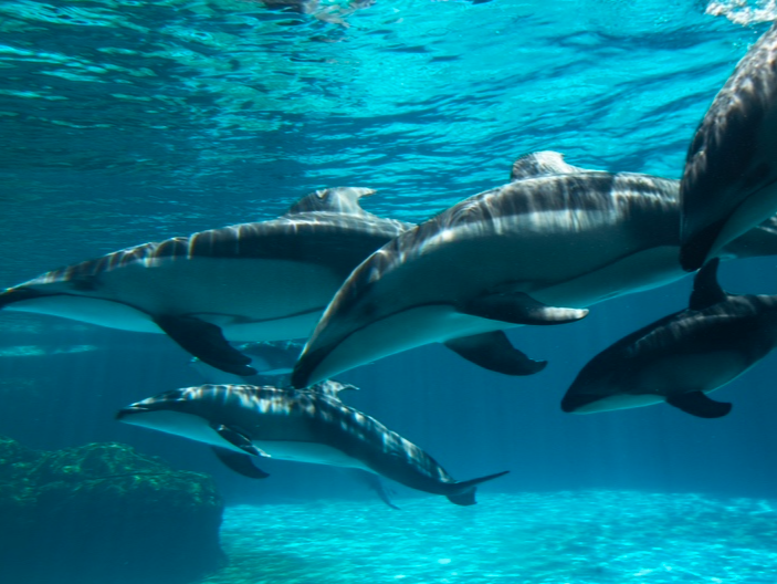 长隆海洋王国“超级海豚节”打造科普沉浸之旅