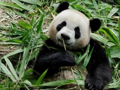 新加坡出生的大熊猫“叻叻”将于12月返回中国
