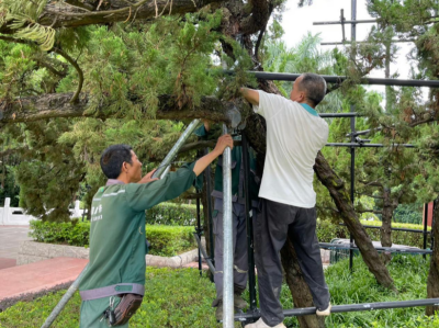 清理雨水篦子、加固树木……深圳城管防御台风“苏拉”在行动