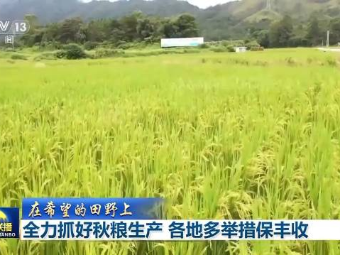 全力以赴！各地秋粮陆续成熟，多措并举保粮食丰收