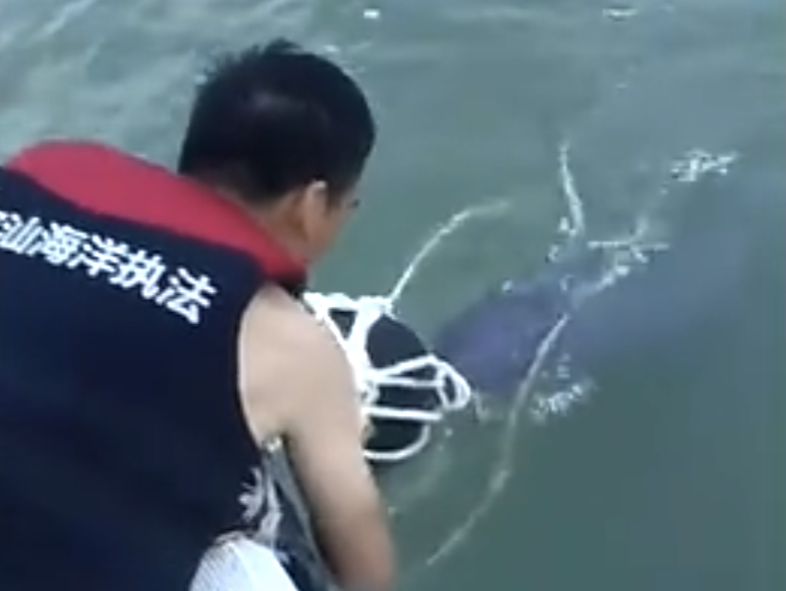 深圳一海滩惊现海豚，众人施救送回大海