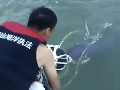 深圳一海滩惊现海豚，众人施救送回大海
