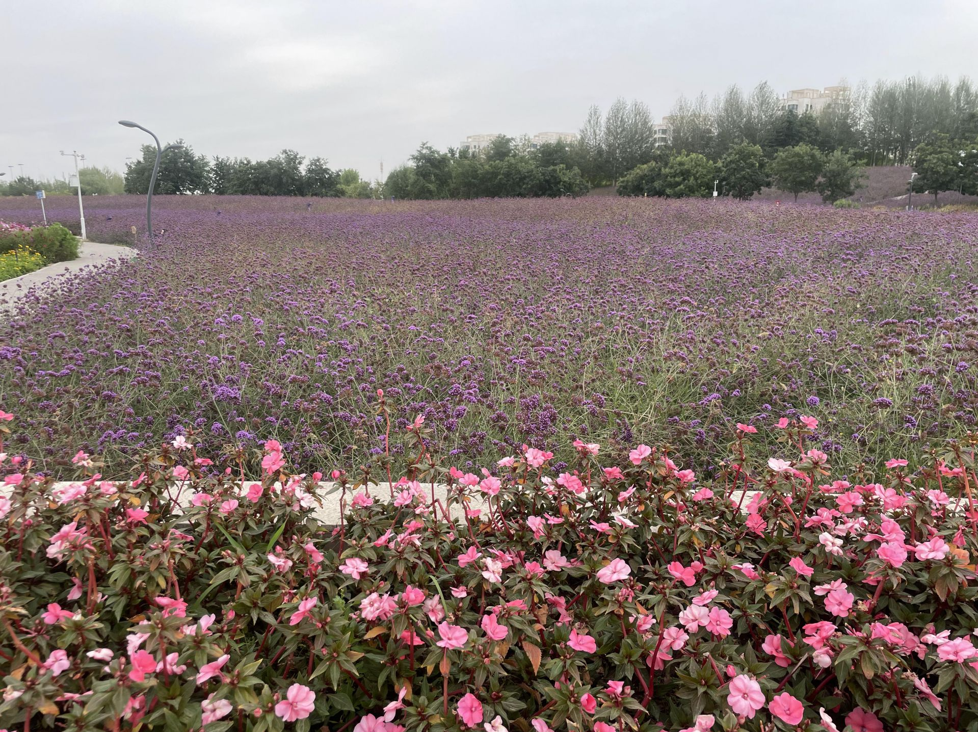 戈壁荒滩变成了紫金花海